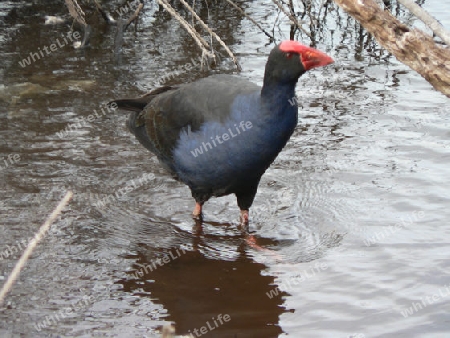 Pukeko