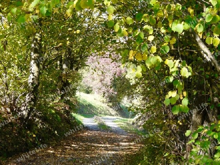 Ein Weg im Herbstlaub bei Sonnenschein P1280250