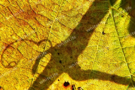 Weinblatt im Gegenlicht