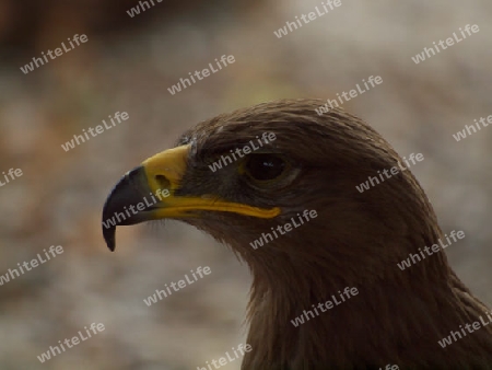 Kaiseradler seitlich