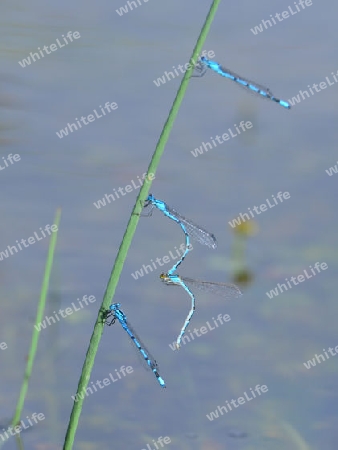 Becher Azurjunfer (Enallagma cyathigerum)