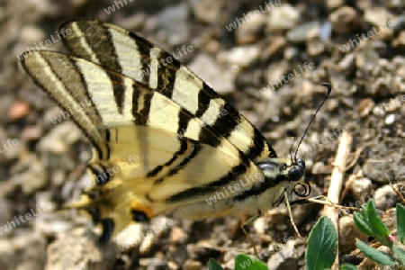 Schmetterling