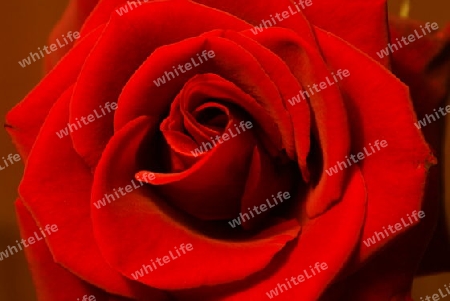 Rote Rose