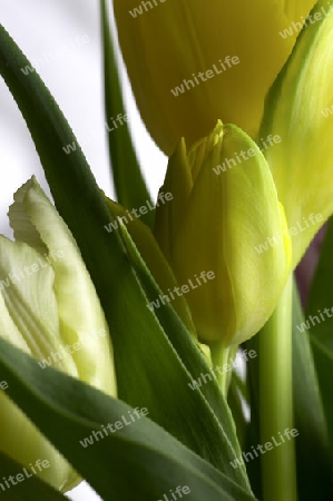 tulpen gelb