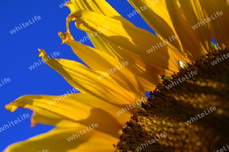 helianthus annuus