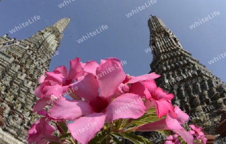 Die Tempelanlage des Wat Arun am Mae Nam Chao Phraya River in der Hauptstadt Bangkok von Thailand in Suedostasien.