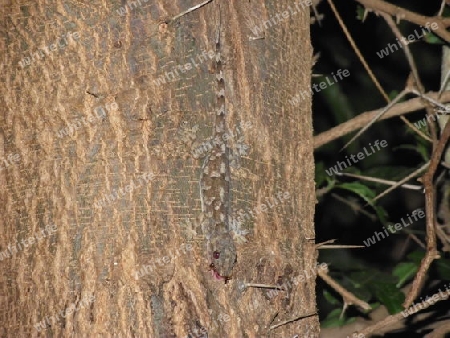 Gecko, Reptilien, mit, Beute, in, Tsavo, Ost, Kenya, Kenia, Afrika