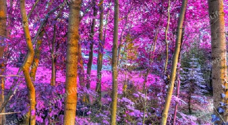 Beautiful pink and purple infrared panorama of a countryside landscape with a blue sky.