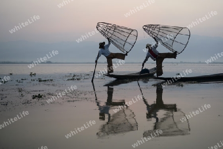 Fishermen at sunrise in the Landscape on the Inle Lake in the Shan State in the east of Myanmar in Southeastasia.