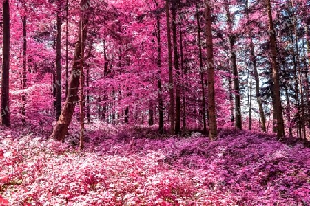 Beautiful pink and purple infrared panorama of a countryside landscape with a blue sky.