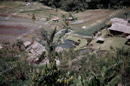 bali_reisfeld im tal