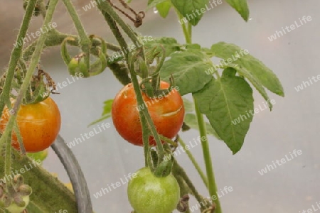 Tomaten im Gew?chshaus