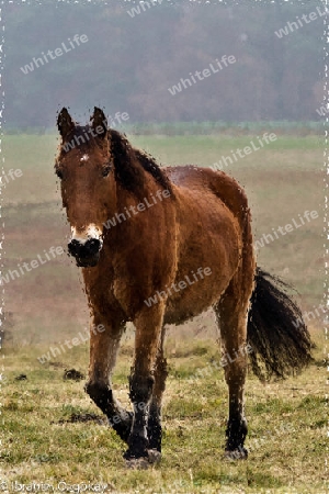 Pferd hinter Glas