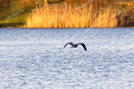 Graureiher im Flug