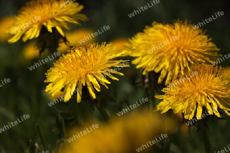 Blumenwiese an der Alz