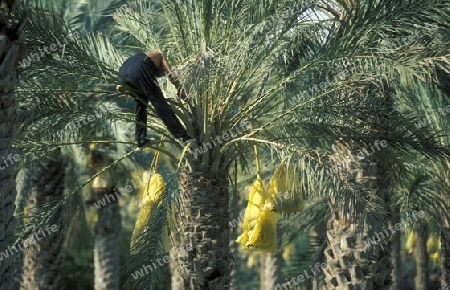 Afrika, Tunesien. Douz
Ein Beduine bei der Dattel Ernte in der Dattel Plantage in der Oase Douz im sueden von Tunesien. (URS FLUEELER)






