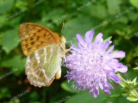 Schmetterling II