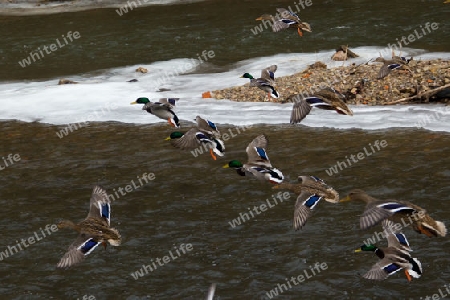 Entengruppe im Flug, Ente