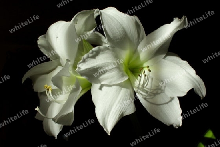 Amaryllis