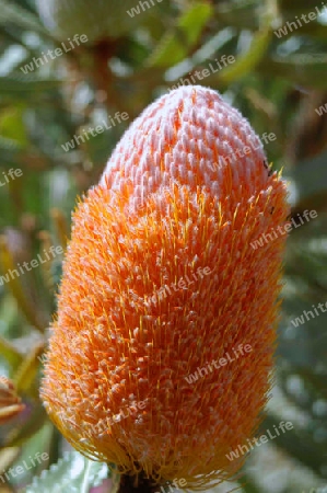 Banksia menziesii