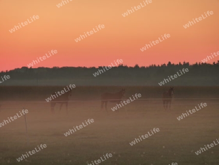 Pferde im Nebel