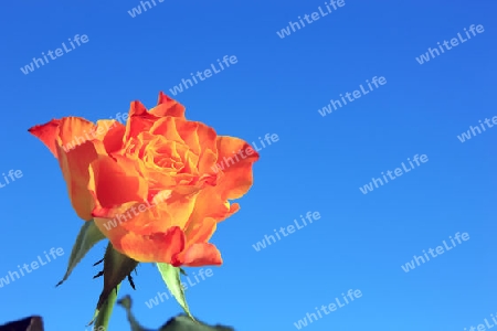 Orange Rose