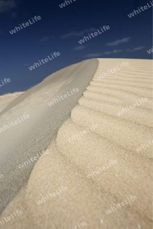 the Sanddunes of Corralejo in the north of the Island Fuerteventura on the Canary island of Spain in the Atlantic Ocean.