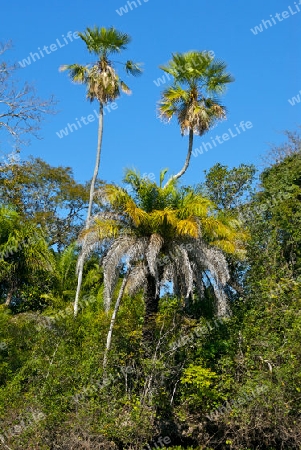 Pantanal