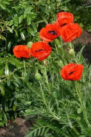 Auf der Insel im Frühling