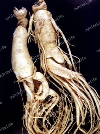 Ginseng