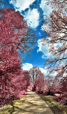 Beautiful pink and purple infrared panorama of a countryside landscape with a blue sky.