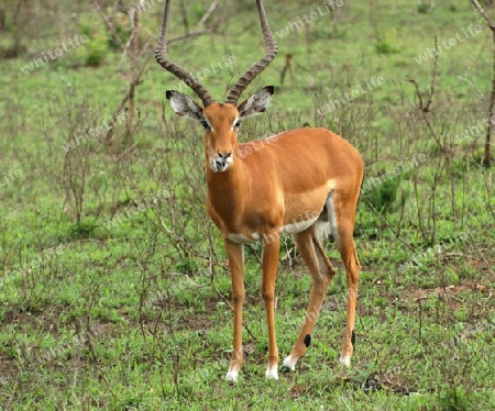 savannah scenery with an Impala in Uganda (Africa)