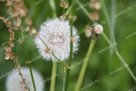 Pusteblume