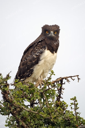 Kampfadler (Polemaetus bellicosus), Masai Mara, Kenia, Afrika