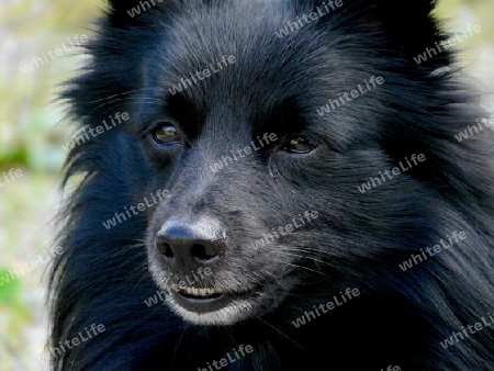 Jamie Schipperke - Fl?mischer Sch?ferhund P1270477