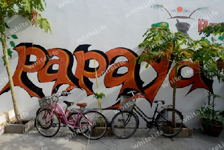 A Papaya Grafitti in the Town of Ko PhiPhi on Ko Phi Phi Island outside of  the City of Krabi on the Andaman Sea in the south of Thailand. 