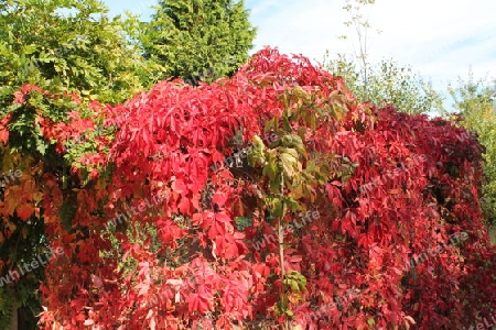 Wein+Rot+Hintergrund/Herbst