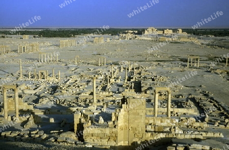 Die Ruinen von Palmyra in der Wueste Faydat in Syrien im Mittleren Osten in Arabien.