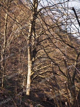 Baum in der Eifel