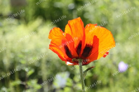 Mohn, Mohnblume