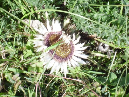 Silberdistel