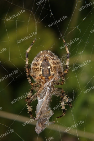 Gartenkreuzspinne mit Beute (Araneus diadematus) in ihrem Netz 