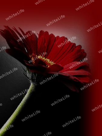 Gerbera in rot