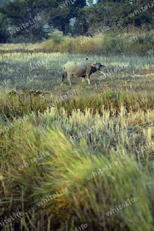 Die Landwirtschaft mit Reisfeldern im Winter bei Amnat Charoen im Isan im osten von Thailand,