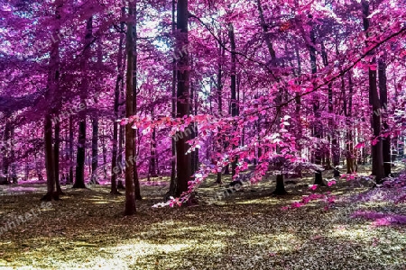 Beautiful pink and purple infrared panorama of a countryside landscape with a blue sky.