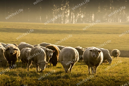 Schafherde im Abendlicht