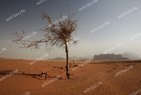 The Landscape of the Wadi Rum Desert in Jordan in the middle east.