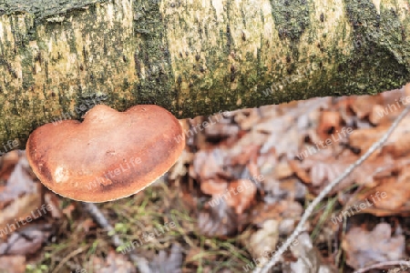 Birken-Zungenporling,Piptoporus betulinus(Porlinge) an einer abgestorbene Birke