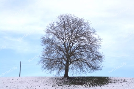 Baum im Winter