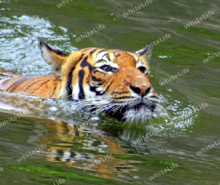 tiger schwimmt im wasser